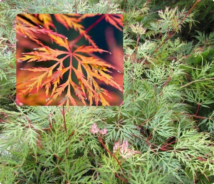 Liście klonu Emerald Lace