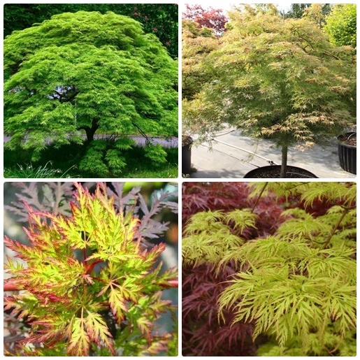 Sadzonka Emerald Lace w rzędzie