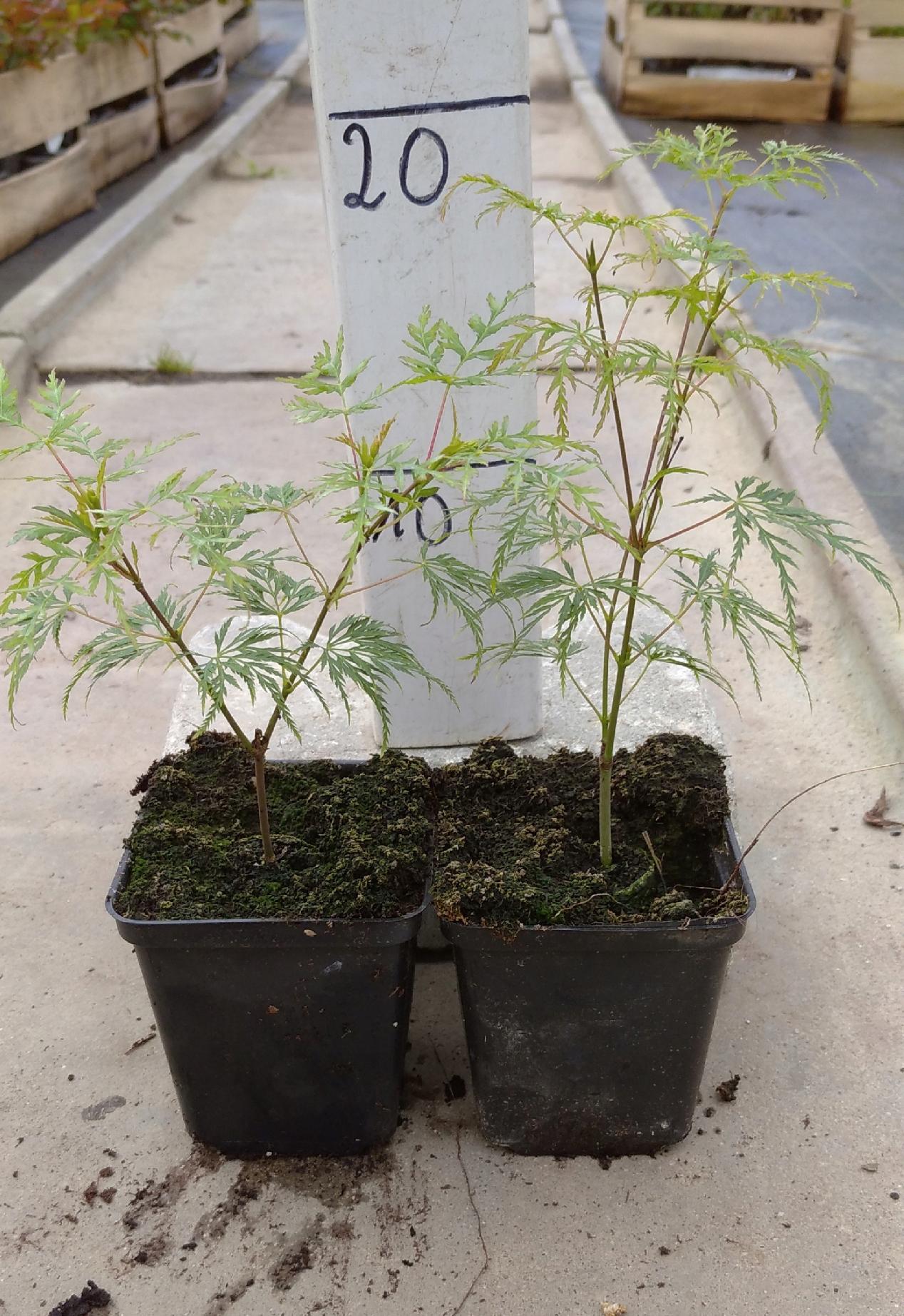 Klon Emerald Lace w doniczce