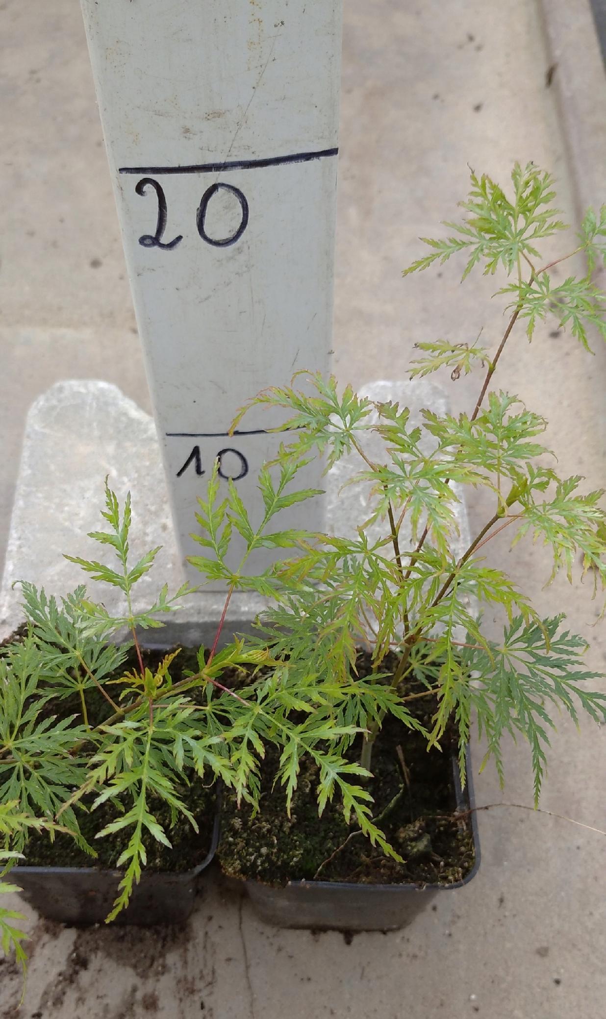 Realne zdjęcie sadzonki klonu Emerald Lace