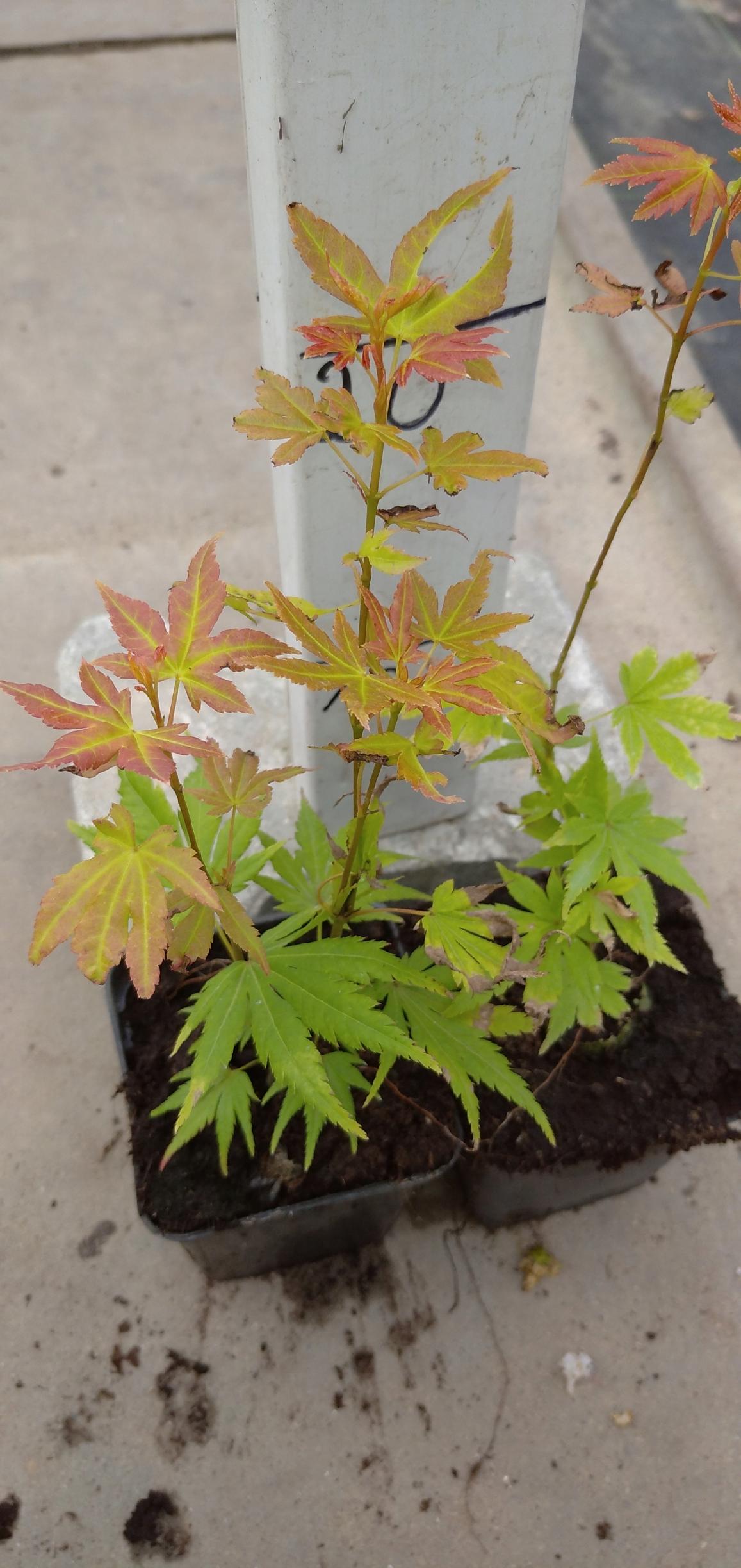 Realne zdjęcie sadzonki klonu Orange Dream