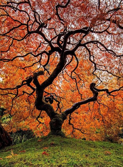 Młode liście klonu Katsura