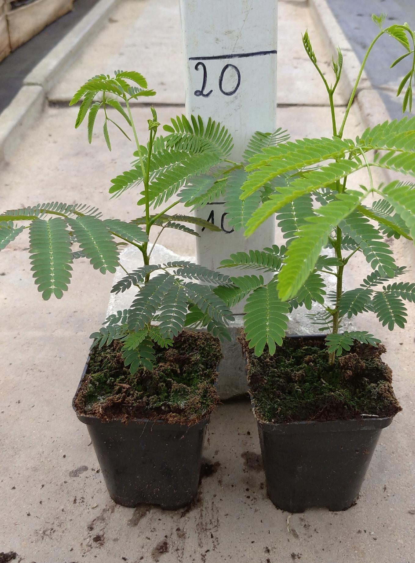 System korzeniowy Albicji