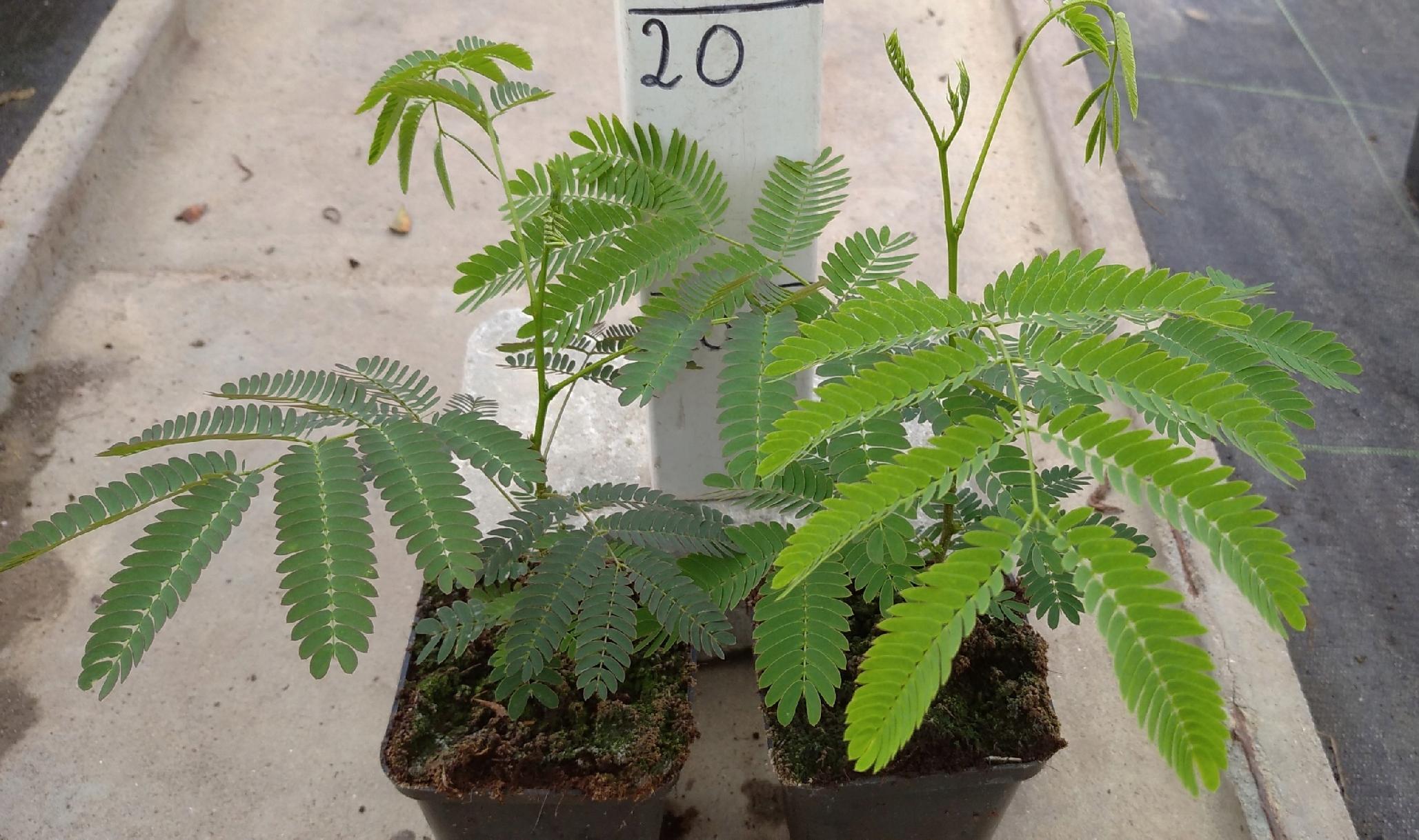 Realne zdjęcie przedmiotu