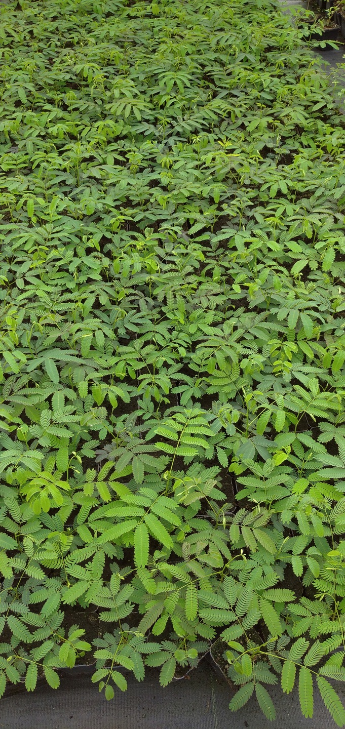 Albicja sadzonki w szkółce