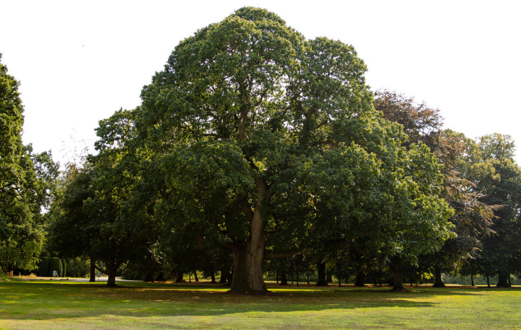 Kwiaty kasztana jadalnego