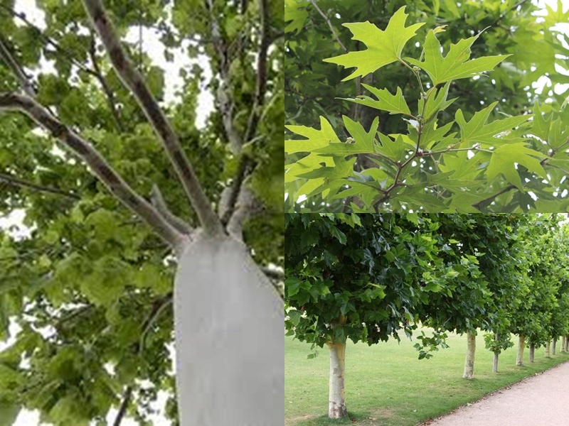 Struktura pnia Platana