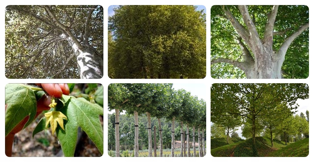 Liście i owoce platana