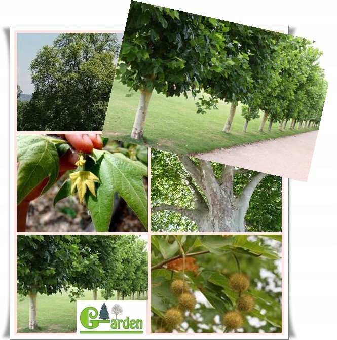 Mozaikowa kora platana