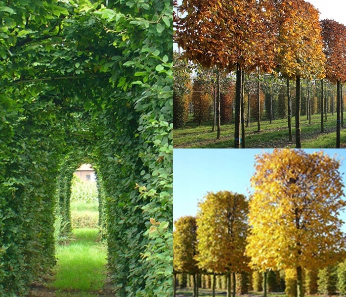 Grab zwyczajny sadzonka goły korzeń