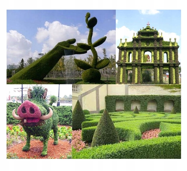 Liście grabu zwyczajnego