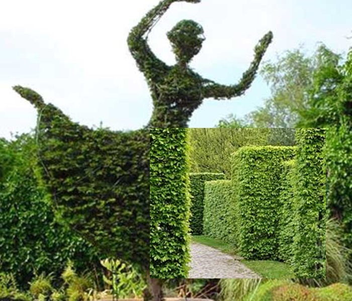 System korzeniowy grabu