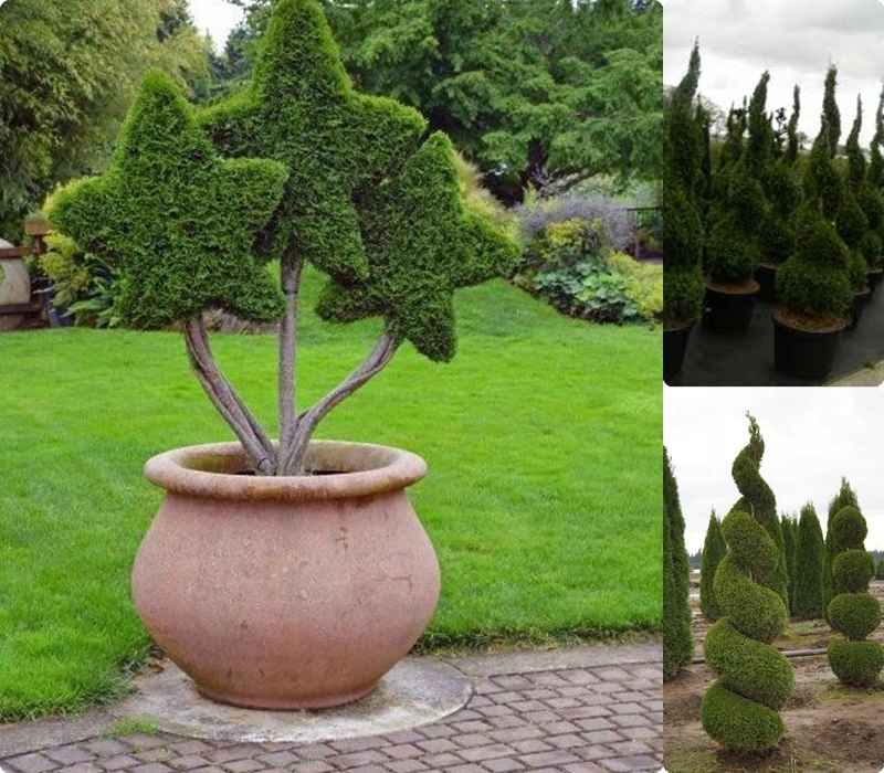 Szmaragdowa zieleń tui