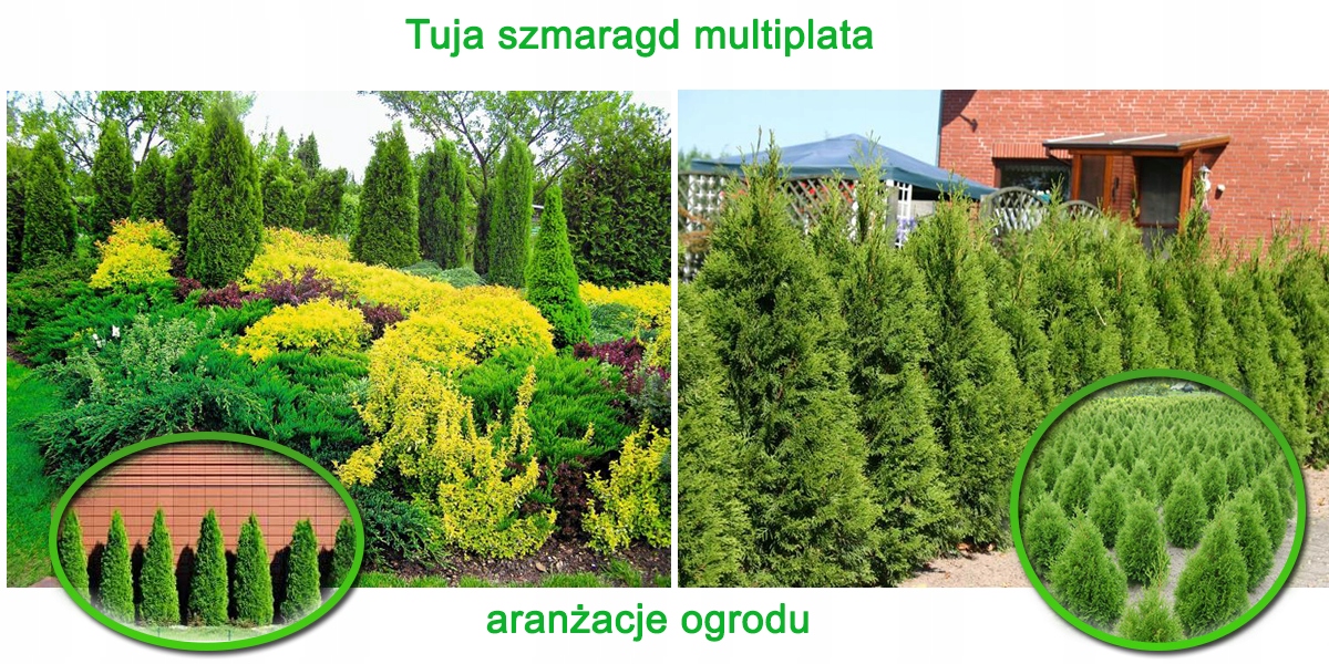 Realne zdjęcie sadzonek Szmaragd