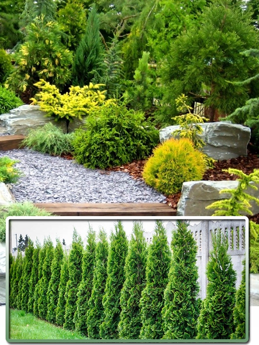 Tuja Szmaragd rzędy