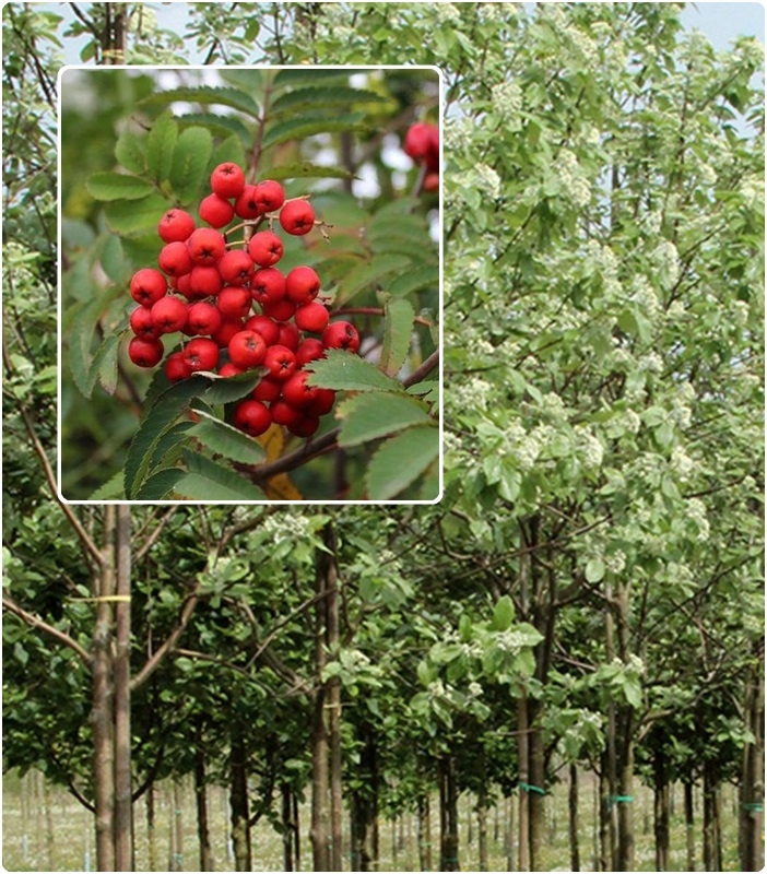 Liście Jarzębu Mącznego