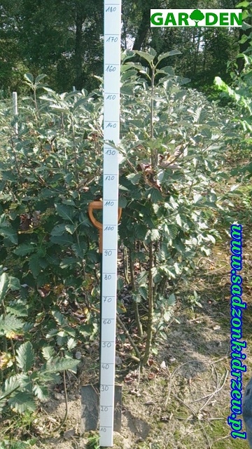 Pień sadzonki jarzębu