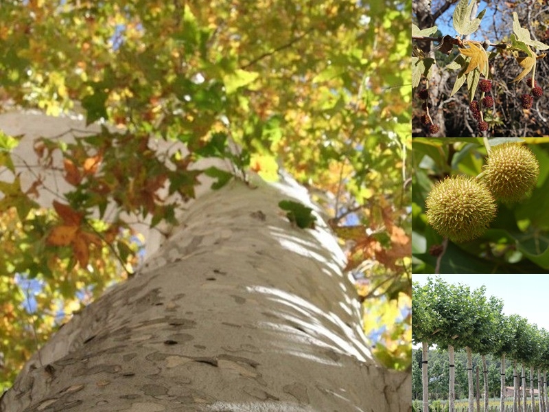 Platan drzewo alejowe