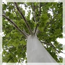 Kora i liście platana