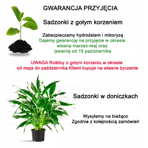 Realne zdjęcie pni platanów