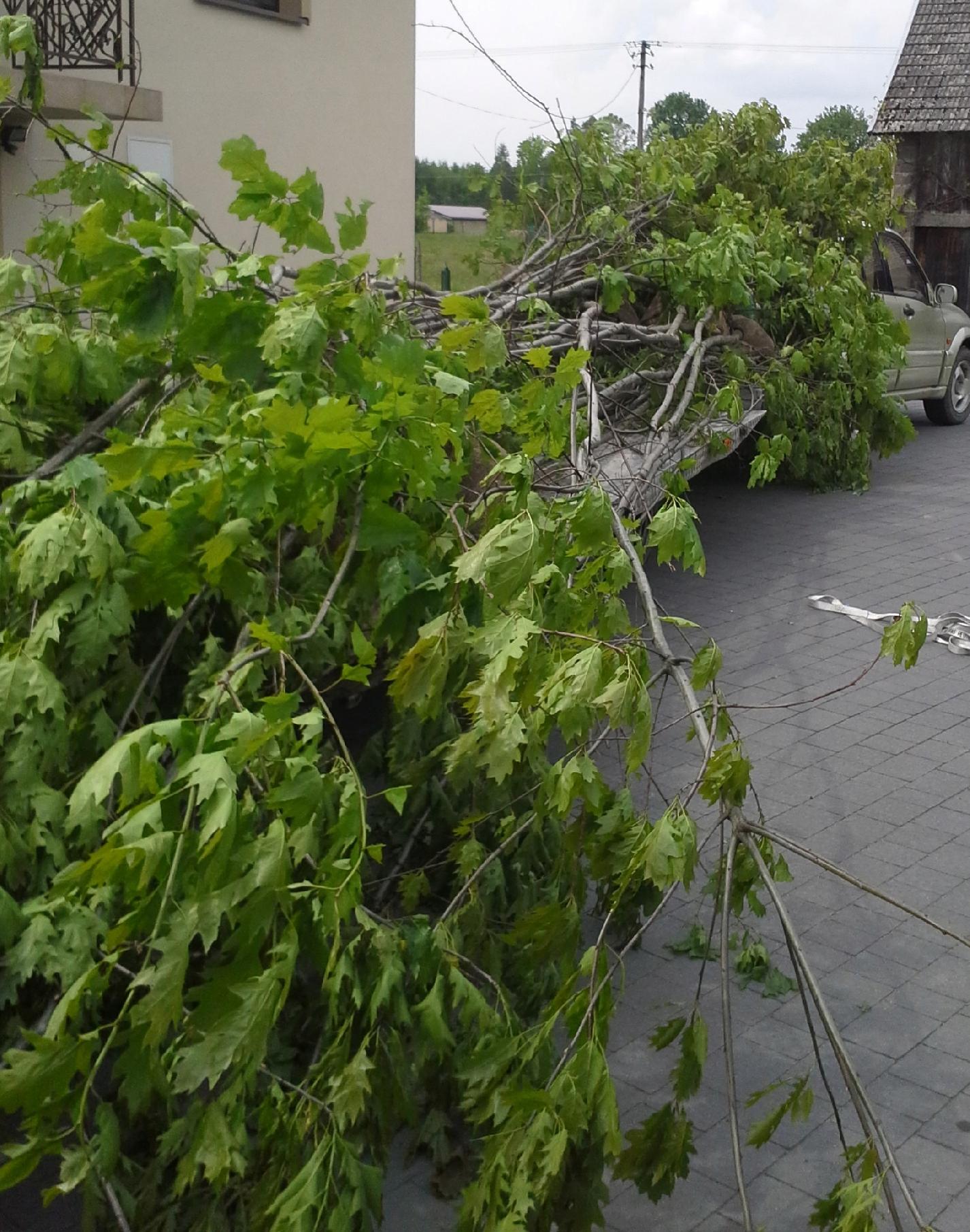 System korzeniowy klonu