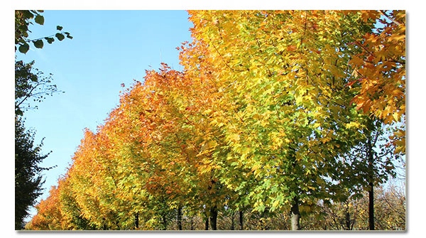 Liście klonu zwyczajnego