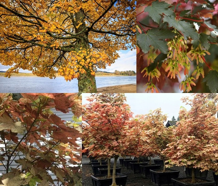 Klon Jawor dorosłe drzewo