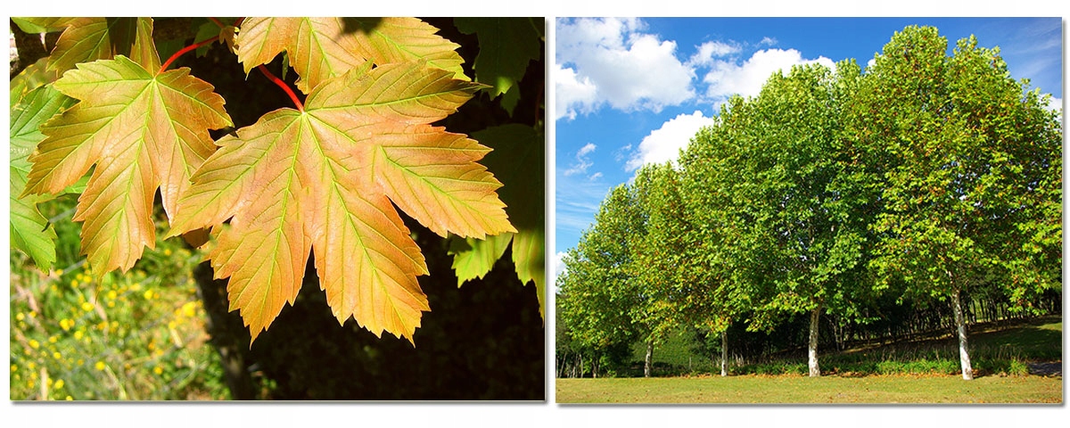 Liście i pędy klonu jawora