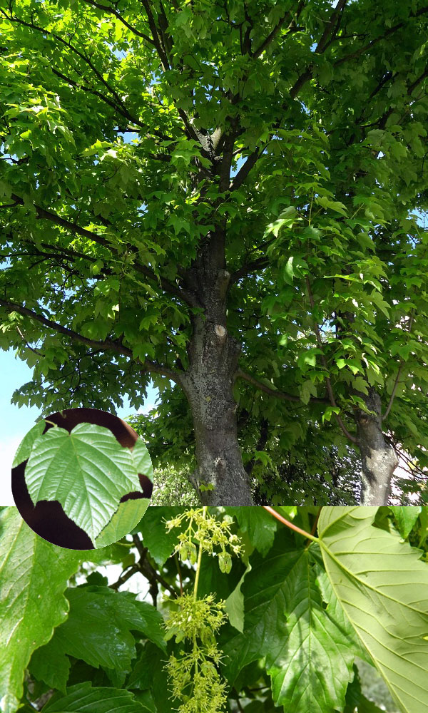 Klon jawor sadzonki w szkółce