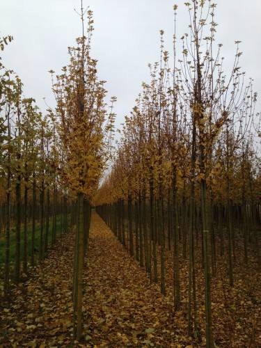 Młode drzewa w szkółce