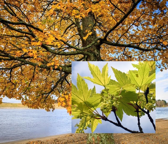 Realne zdjęcie pni jawora