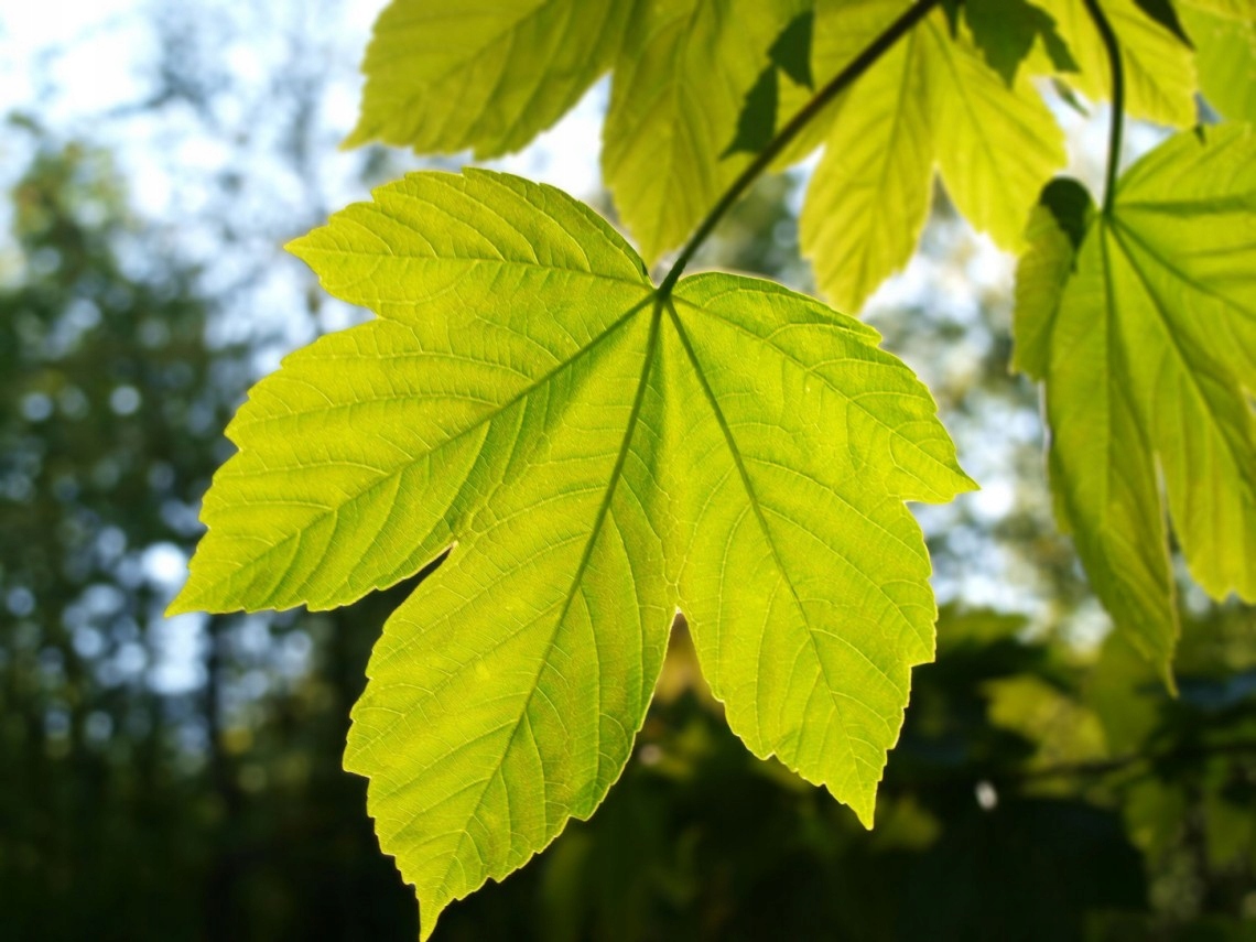 Liście klonu jawora