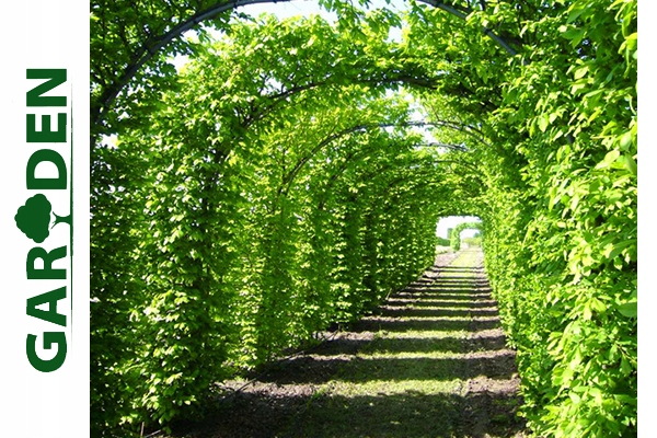 Liście grabu zwyczajnego