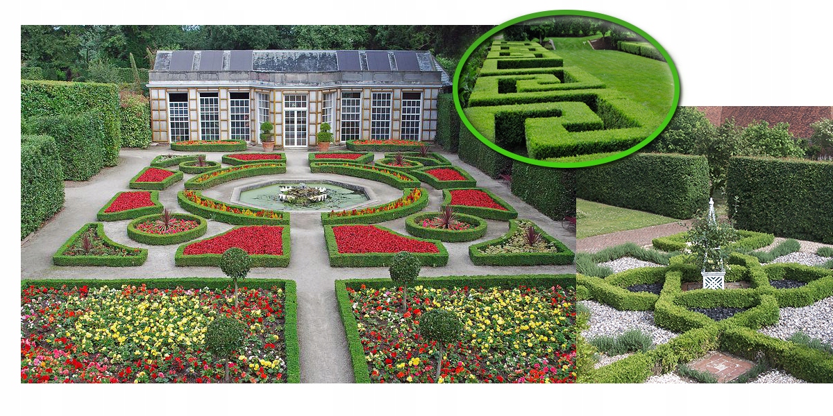 System korzeniowy grabu