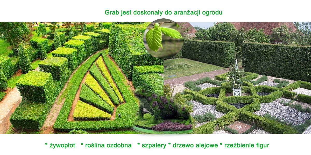 Pnie grabu w szkółce