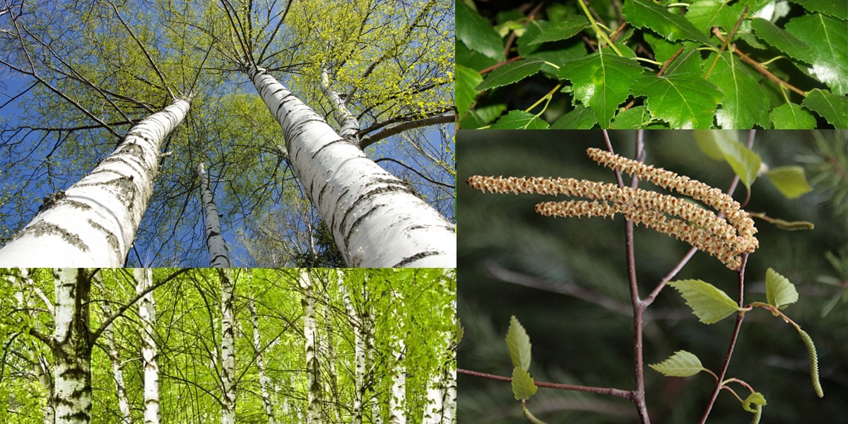 System korzeniowy i pnie brzozy