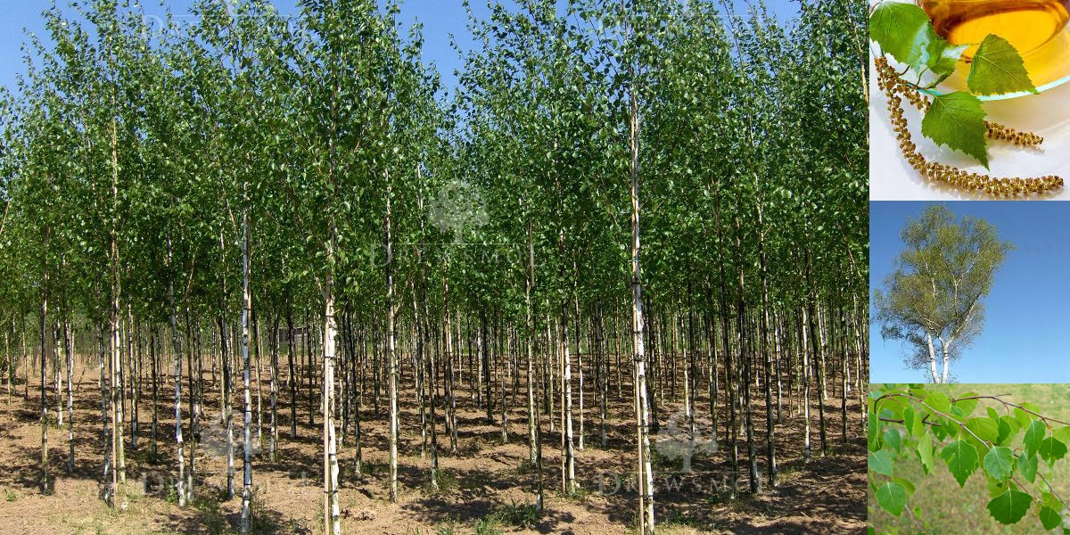 Liście brzozy brodawkowatej