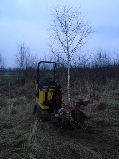 Realne zdjęcie pni brzóz