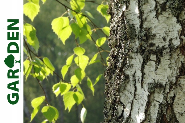 Liście brzozy brodawkowatej