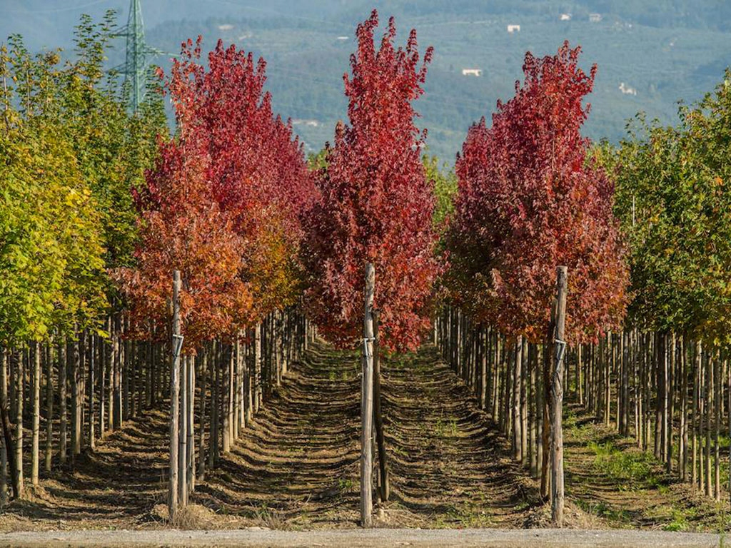 Pnie brzozy w szkółce