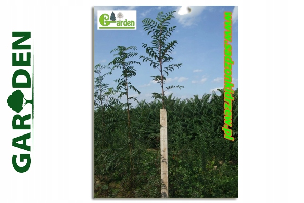 Realne zdjęcie pni jarzębu