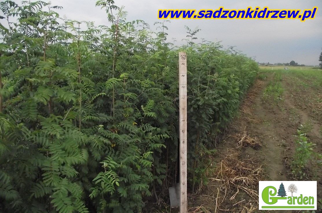 Realne zdjęcie pni jarzębiny