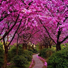 Judaszowiec Kanadyjski kwiaty