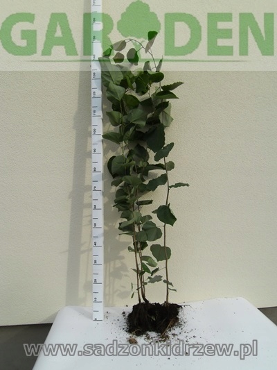 Detale kwiatów judaszowca