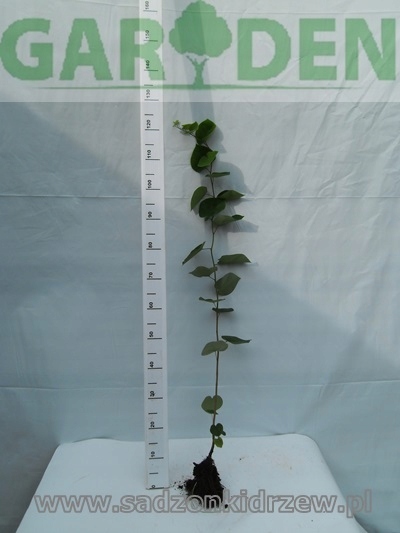 Realna sadzonka judaszowca