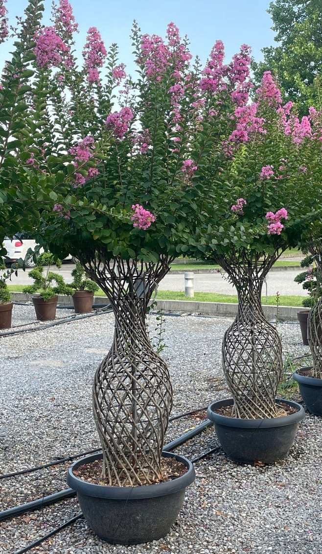 Kwiaty różowej Lagerstroemii Petite Pink