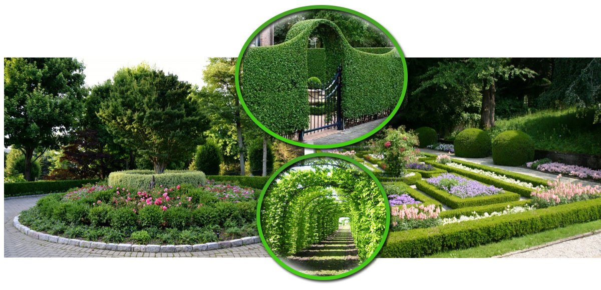 Grab Zwyczajny okazałe drzewo