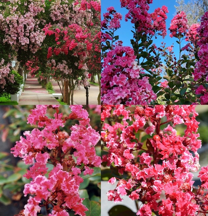 Uprawa Lagerstroemii w ogrodzie