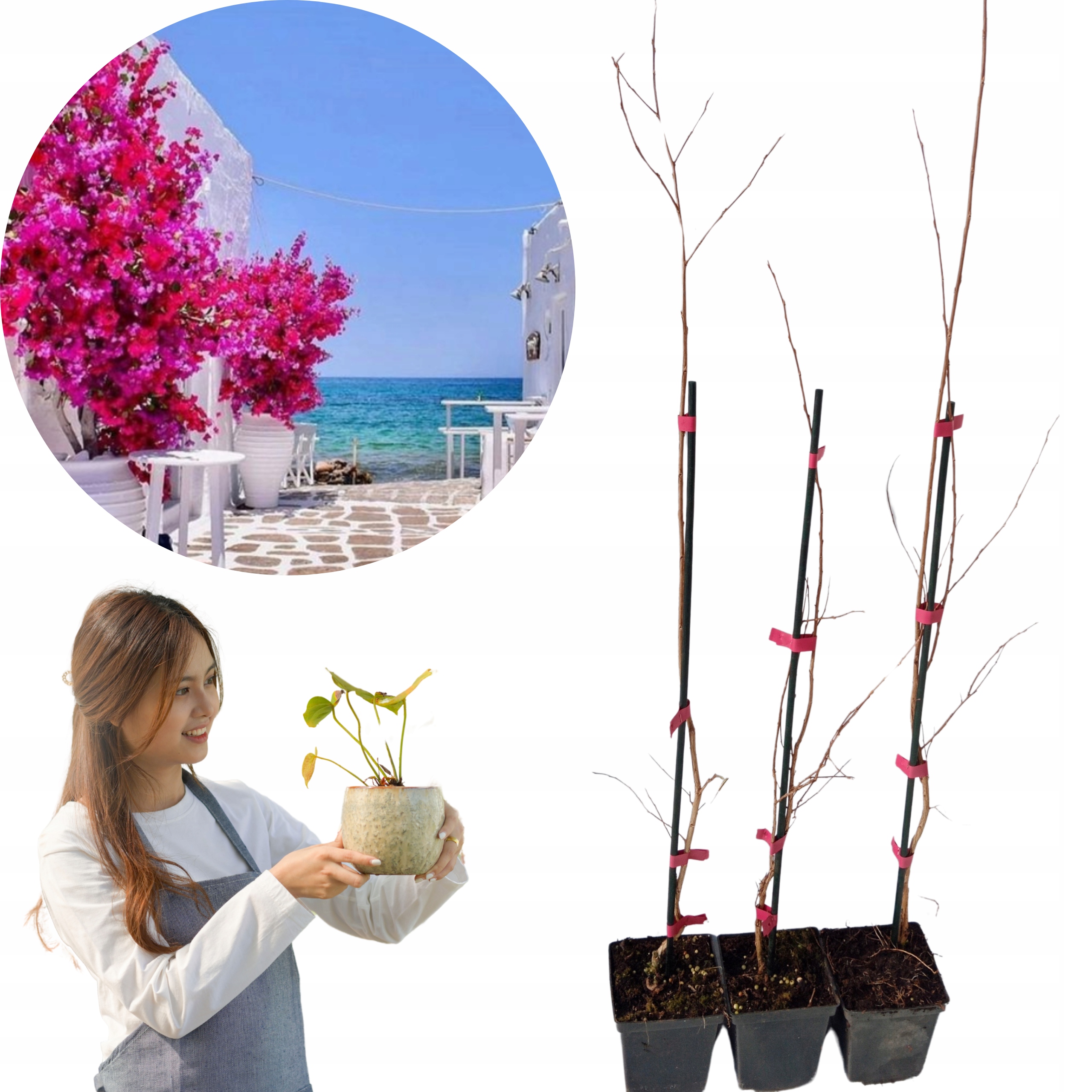 Lagerstroemia Indyjska Rosea Nova różowa