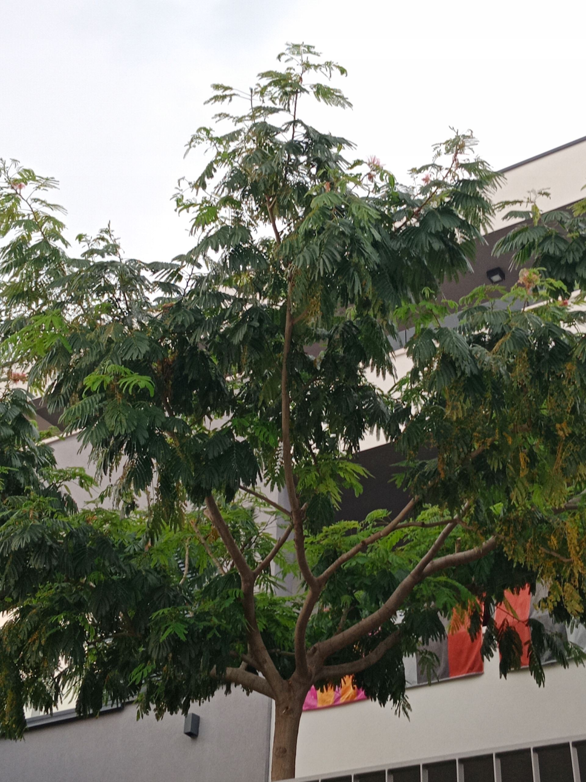 Kwiaty albicji różowe pompony